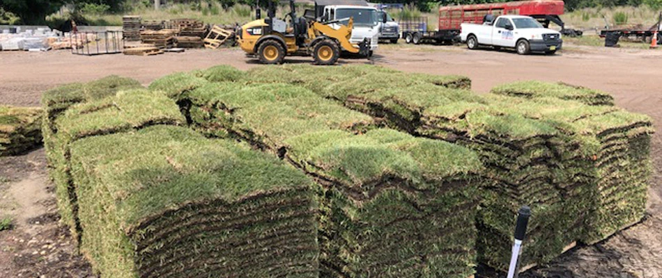 Sod vs. Seeding: Which Is Best for Your Property?