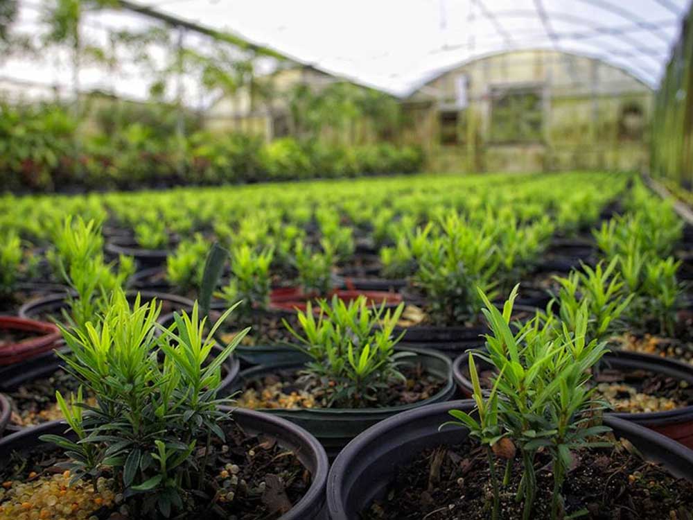 Plant Nursery & Landscaping Services | Orlando, FL Area | Royal
