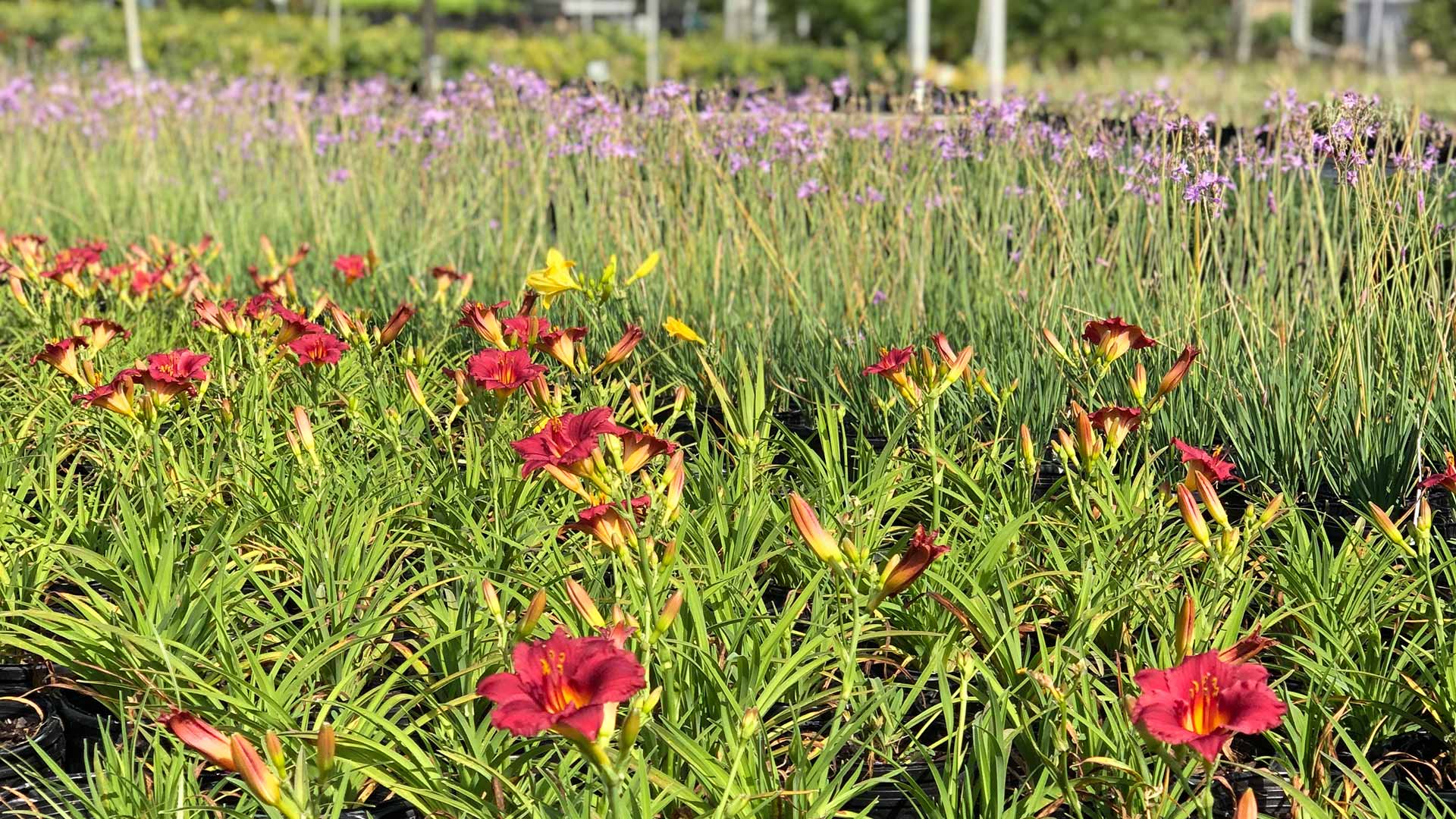 Flowers growing at our plant nursery close to Clermont, FL.