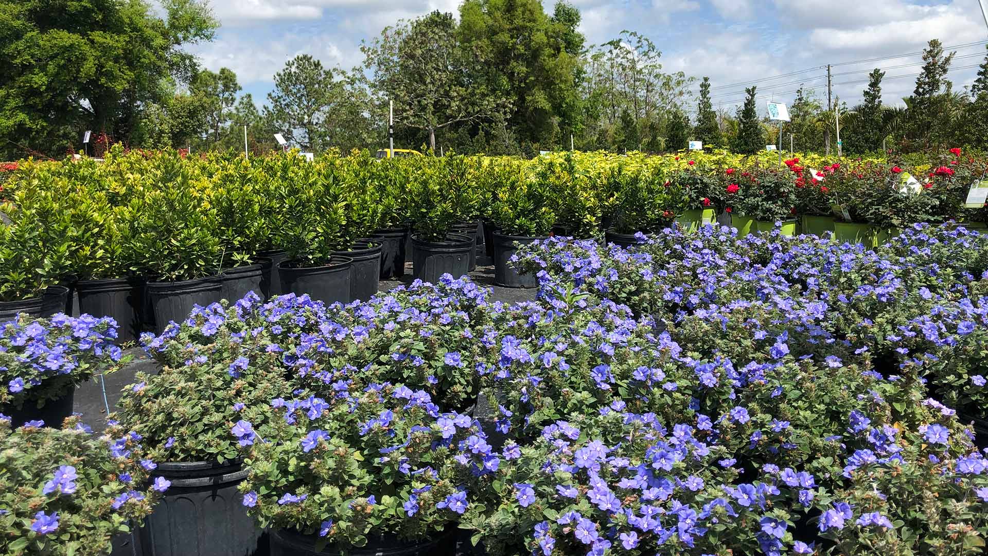 Wide selection of plants, trees, and flowers at our nursery in Gotha, FL.