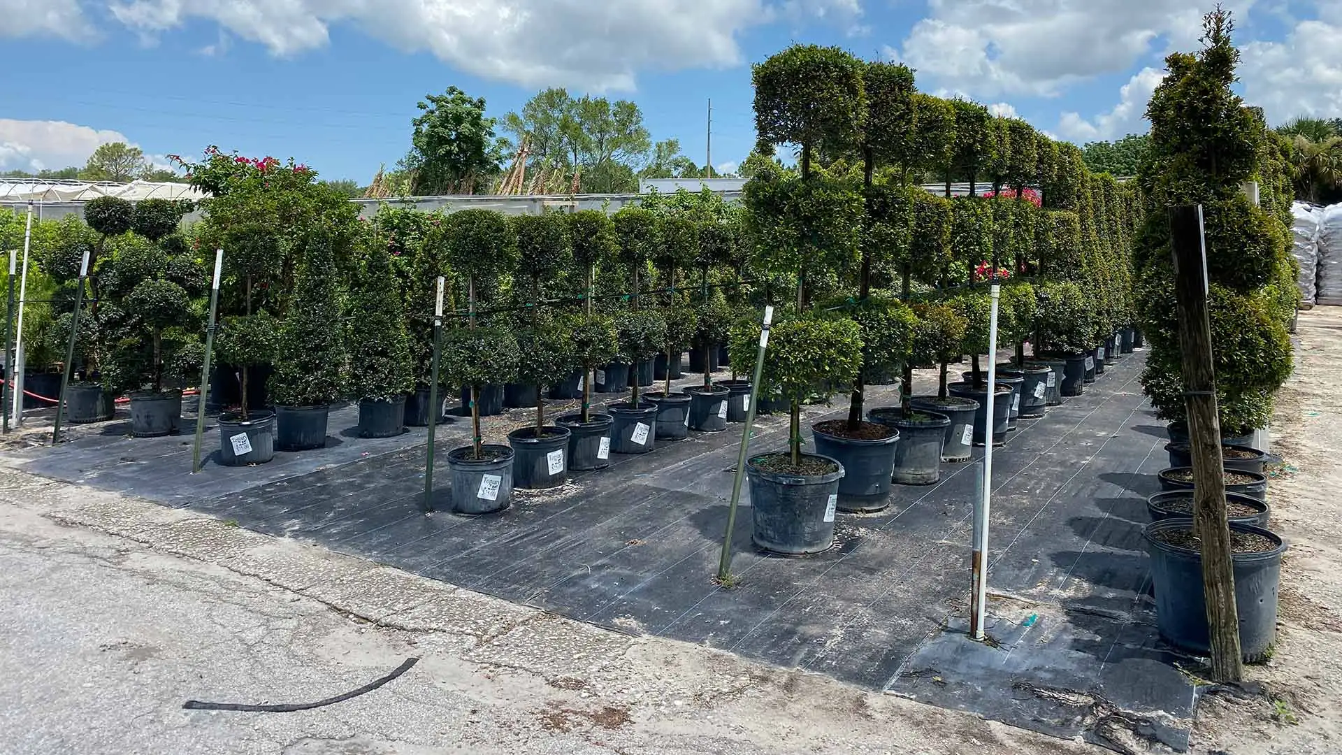 Topiaries and trees at our nursery in Gotha, FL.