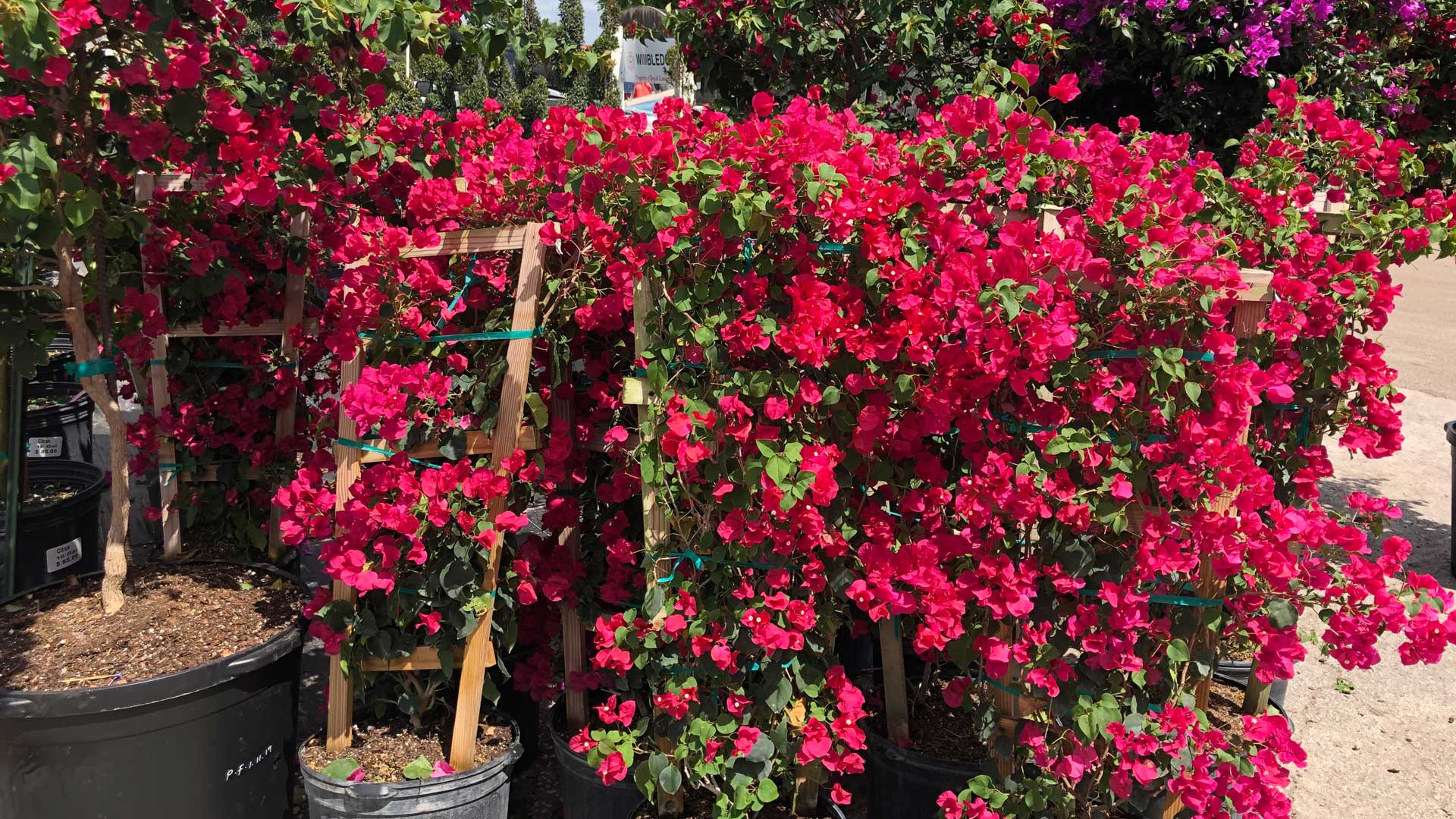 Bougainvillea growing at a property in Windermere, FL.