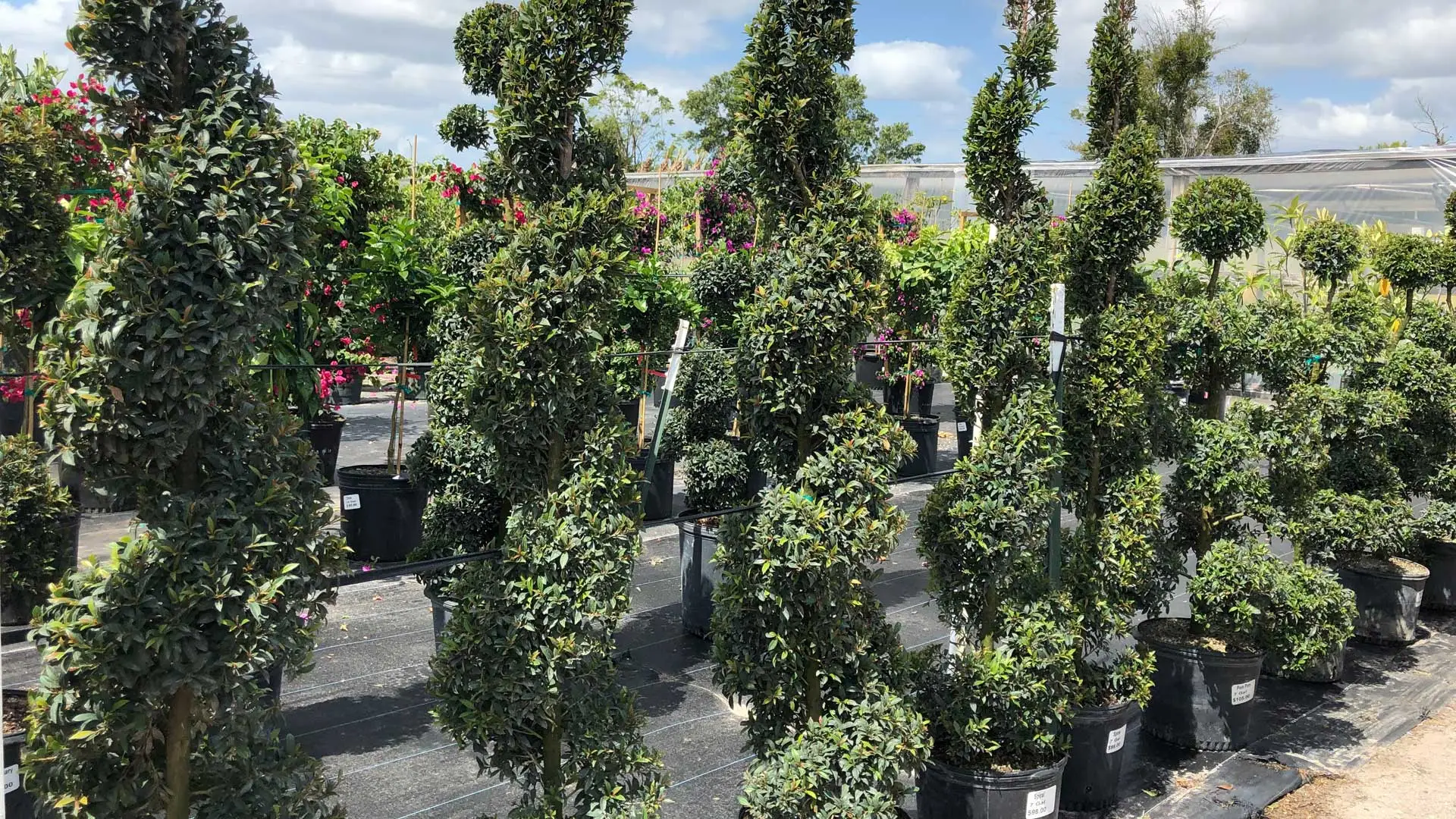 Decorative green shrubs on display at our nursery in Orlando, FL