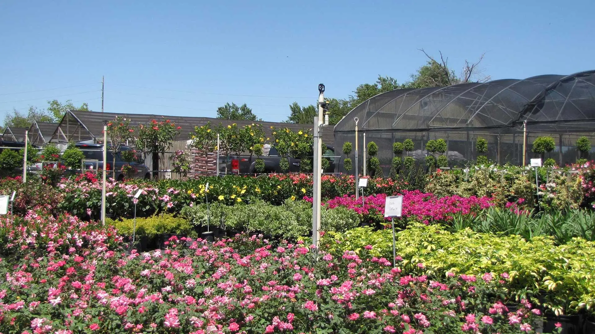 Landscape nursery with blooming flowers in Apopka, FL.