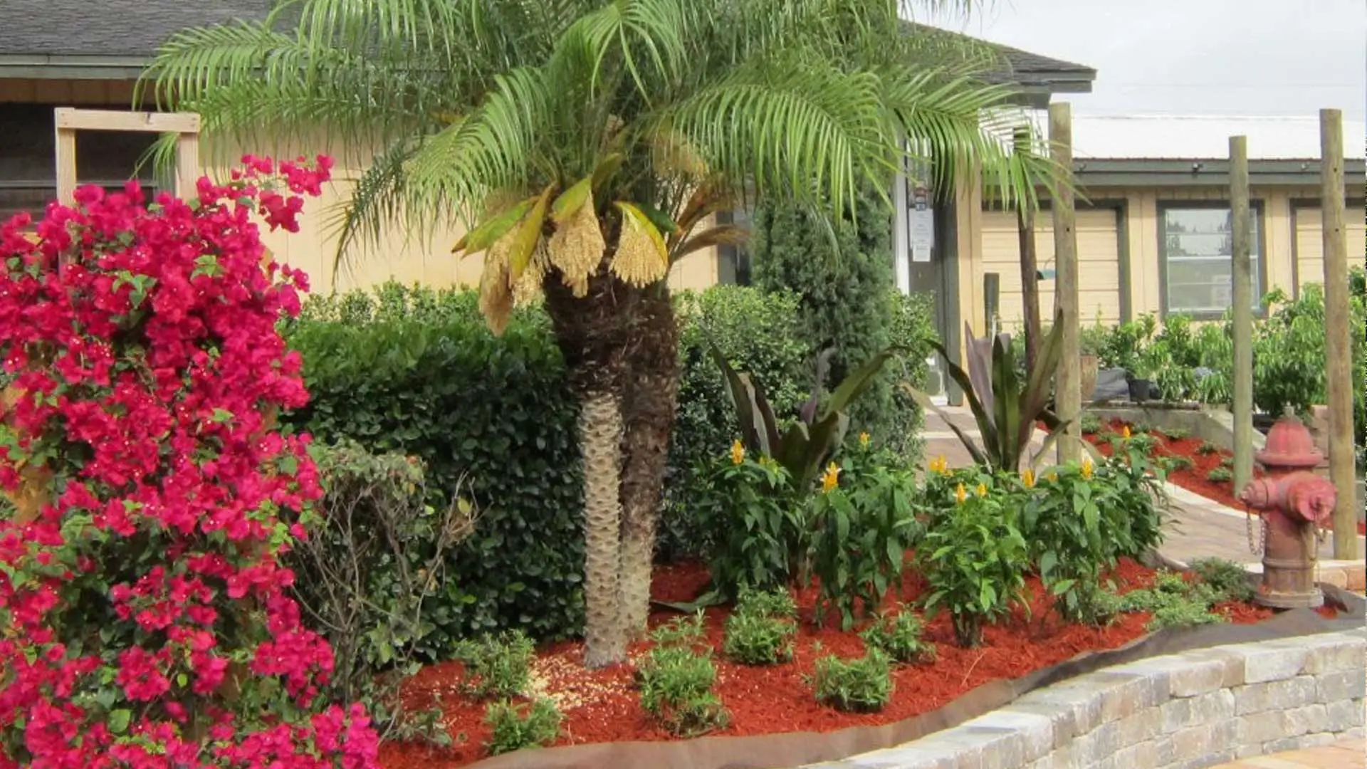 The landscaping at the front entrance to our nursery featuring a Bougainvillea, Pygmy Date Palm planted inside of a raised planter bed.