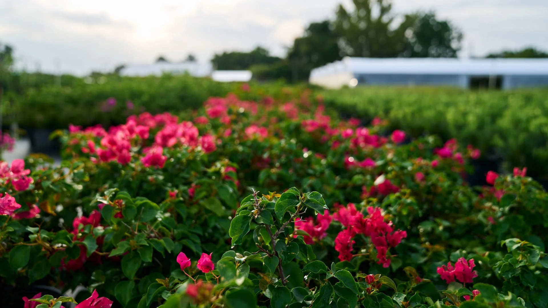 Choose the Right Plants for Your Landscape by Considering These Things