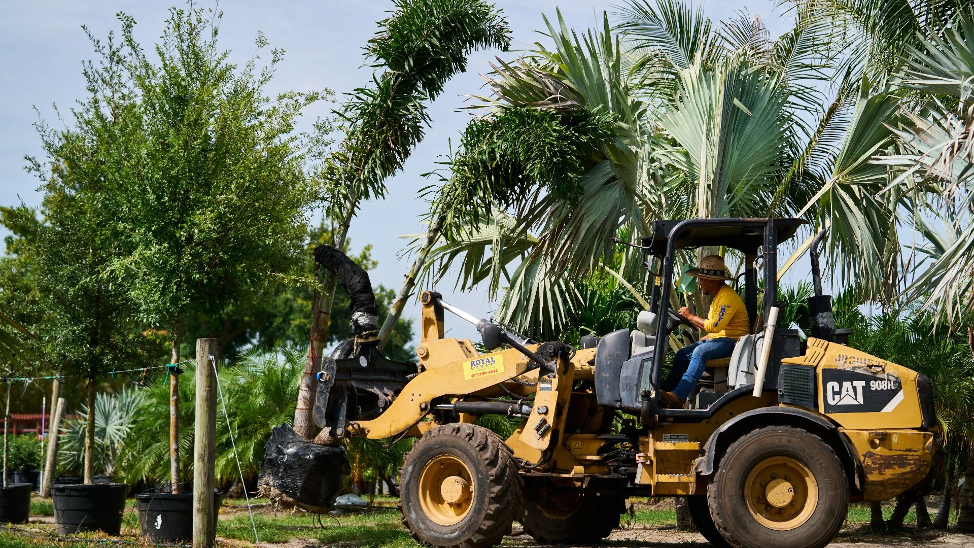 What Kind of Palm Trees Can You Find at a Nursery?