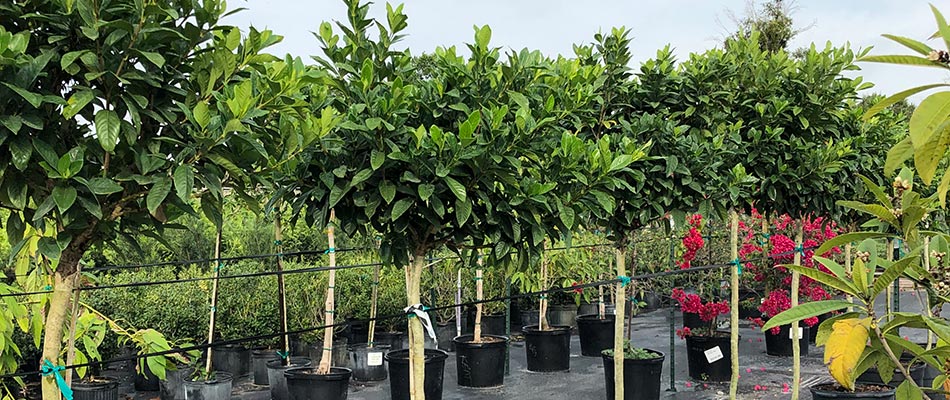 central florida fruit trees