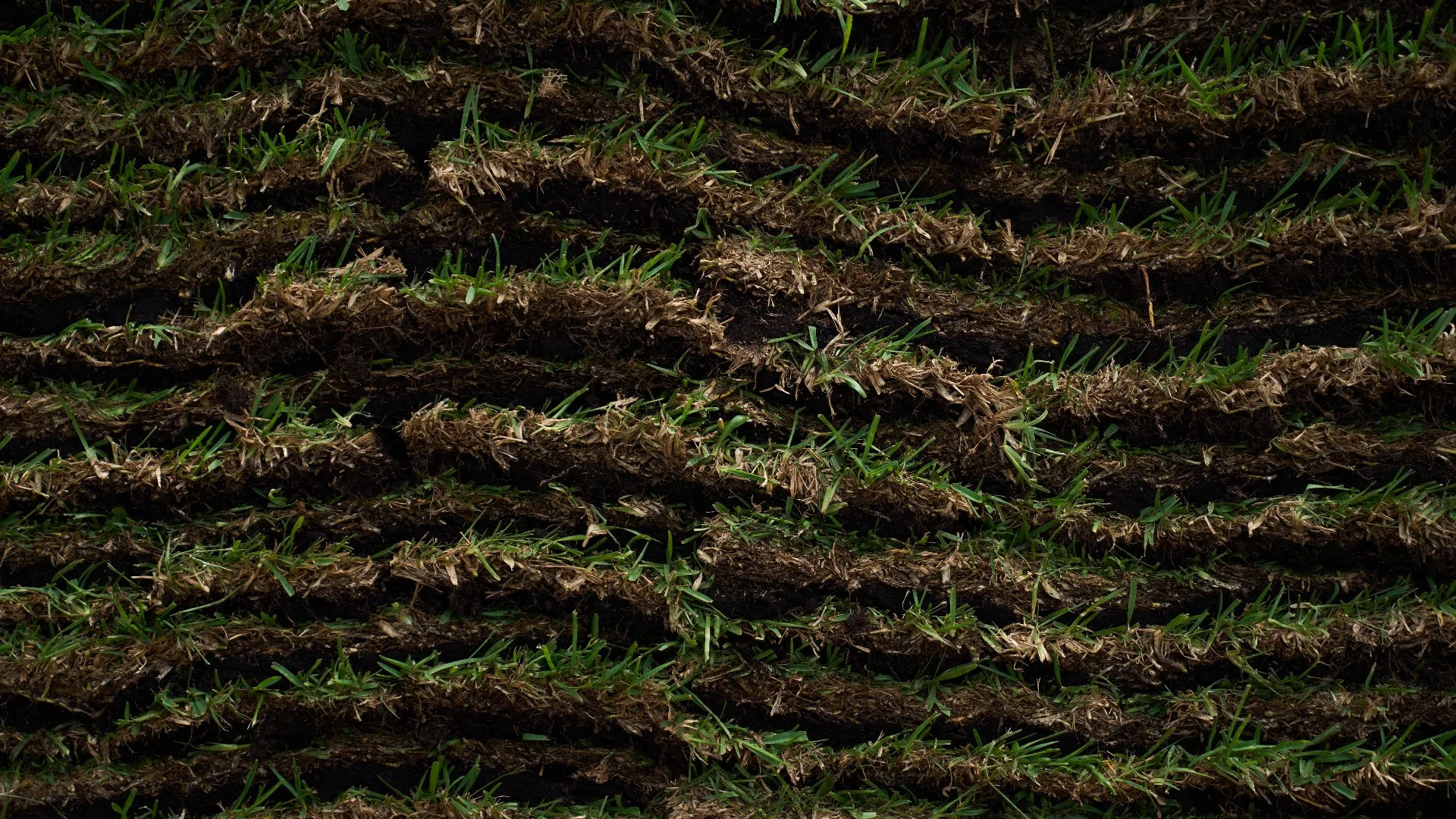 4 Popular Types of Sod That Thrive in Florida