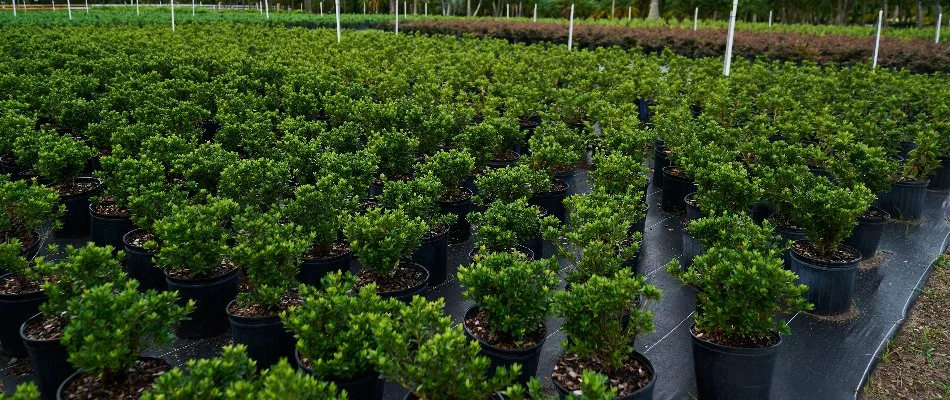 Organized pots of plants on display at a nursery in Orlando, FL.