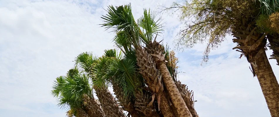 Palm trees at a nursery in Orlando, FL.