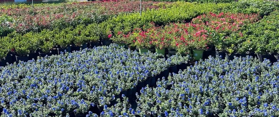 Rows of colorful flowers at a nursery in Orlando, FL.