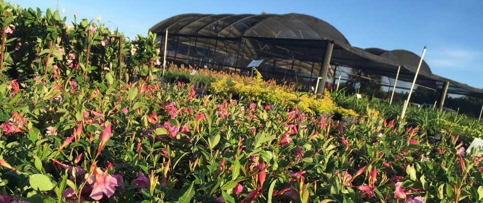 Ornamental plants that are on display at our nursery.