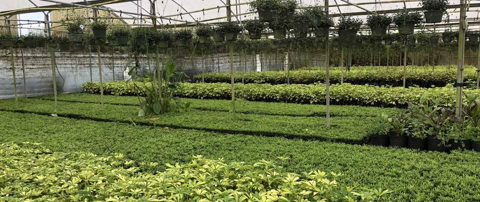 Our indoor greenhouse at our nursery growing green plants, shrubs, and hanging vines.