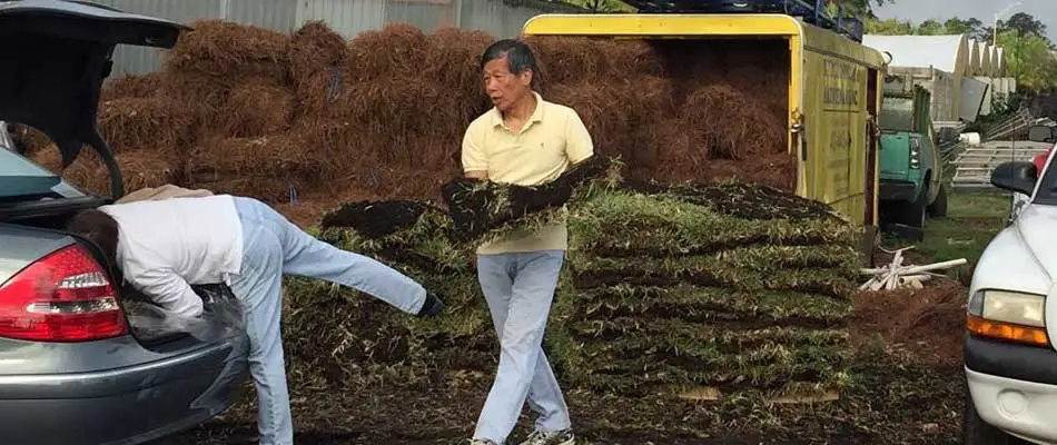 Gentleman loading healthy, green sod into his car at our nursery.