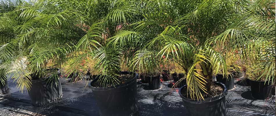 Palm trees in buckets at a local Orlando, FL plant nursery.