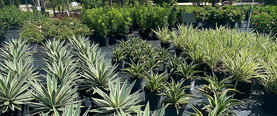 Plants, shrubs, and flowering plants at our nursery in Gotha, FL.