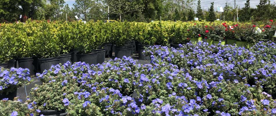 Why You Should Shop at a Local Plant Nursery