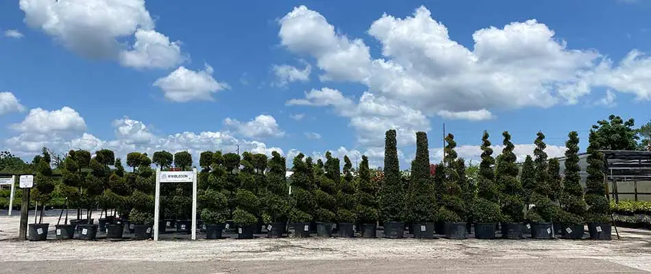 Topiaries and trees at the Royal Landscape Nursery nursery in Gotha, FL.