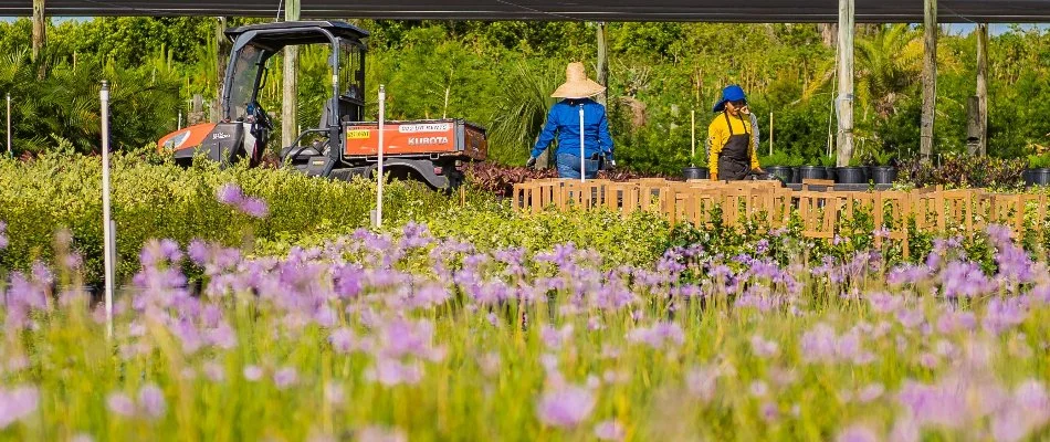 Crew and flowers in a nursery in The Villages, FL.