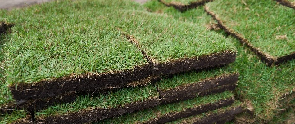 Fresh sod in Gainesville, FL.