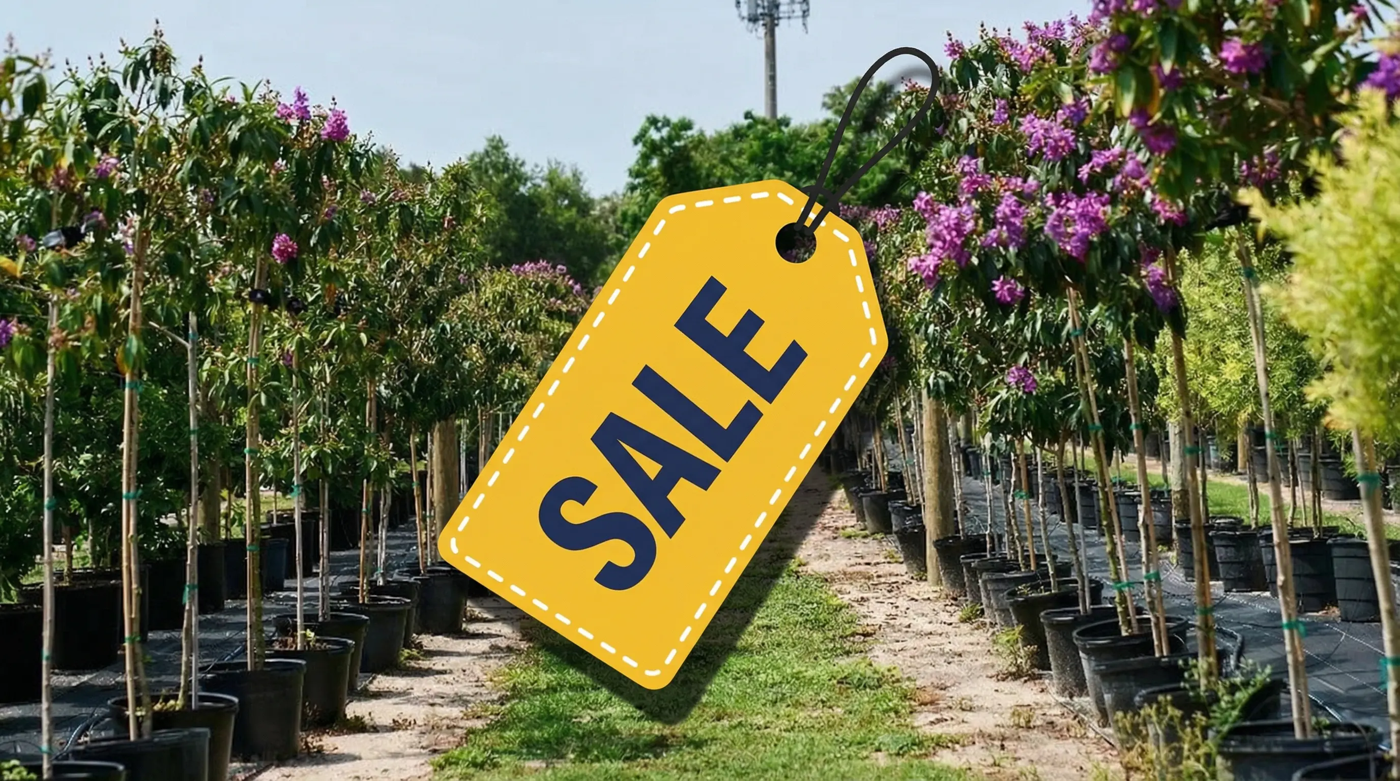Trees in a nursery in Orlando, FL.