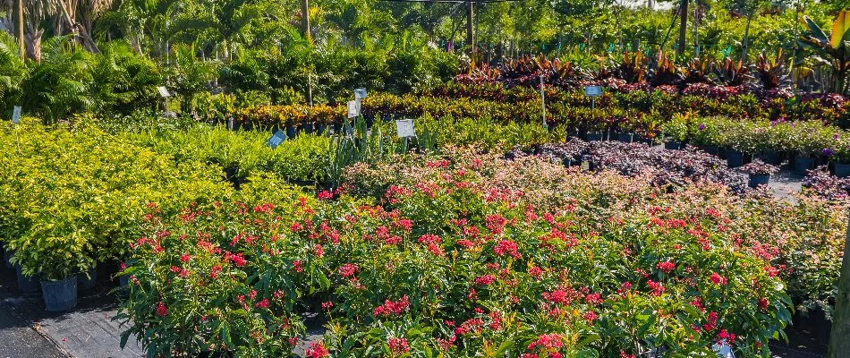 Nursery in Orlando, FL, with different plant varieties.