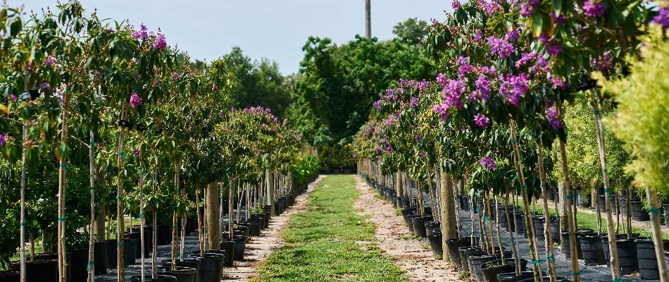 Rows of potted flowering trees at a nursery in Doctor Phillips, FL.