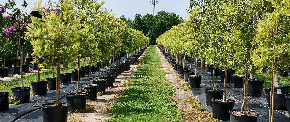 Tall plants on pots in Jacksonville, FL.
