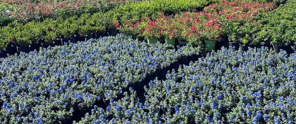 Various colorful flowers in The Villages, FL.