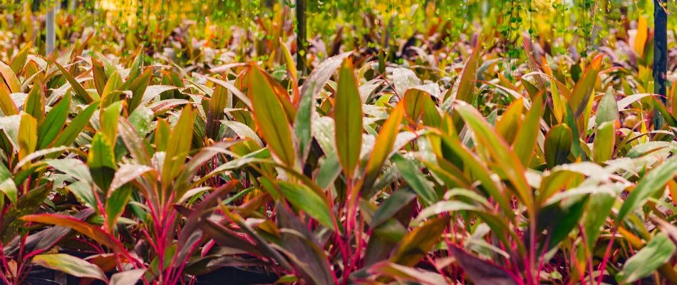 Vibrant plants in Miramar, FL.