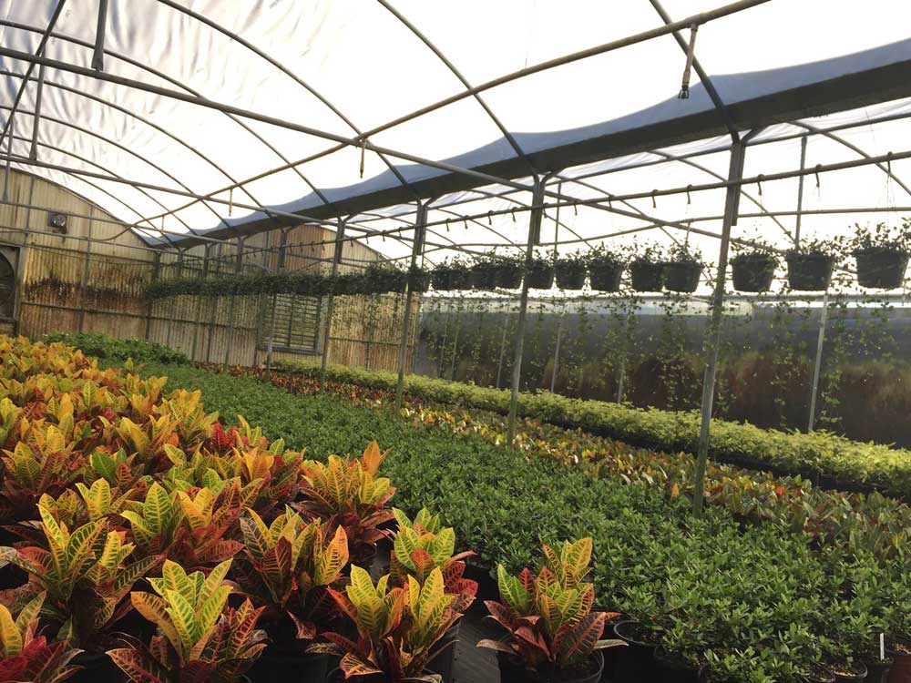 Plant Nursery & Landscaping Services | Orlando, FL Area | Royal