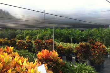 Plant Nursery & Landscaping Services | Orlando, FL Area | Royal