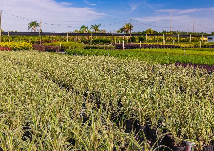 Photo of plants and trees at a nursery in Orlando, FL.