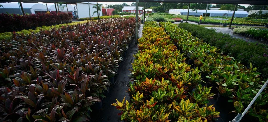 A nursery with different colored plants in Orlando, FL.