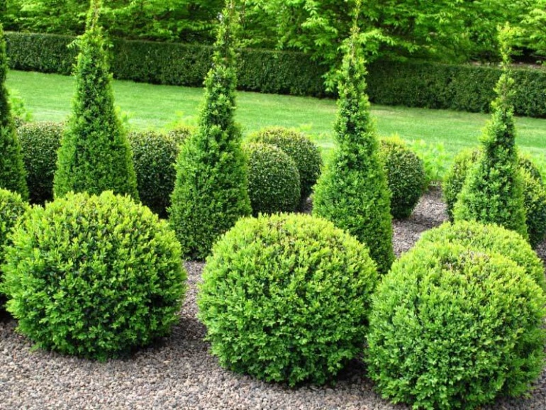 Topiary Tips