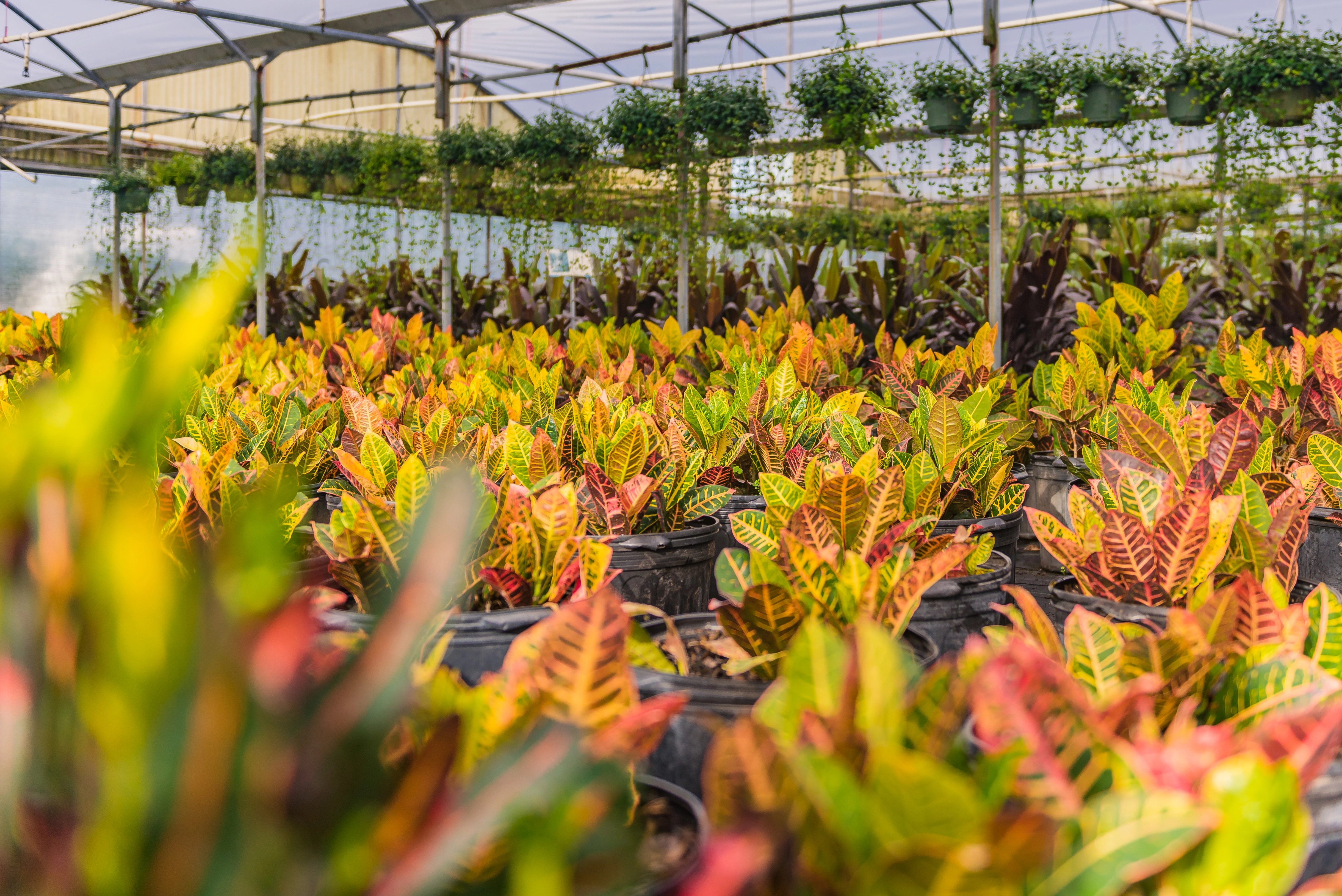 One of our greenhouses at our central Florida nursery with large crotons growing.