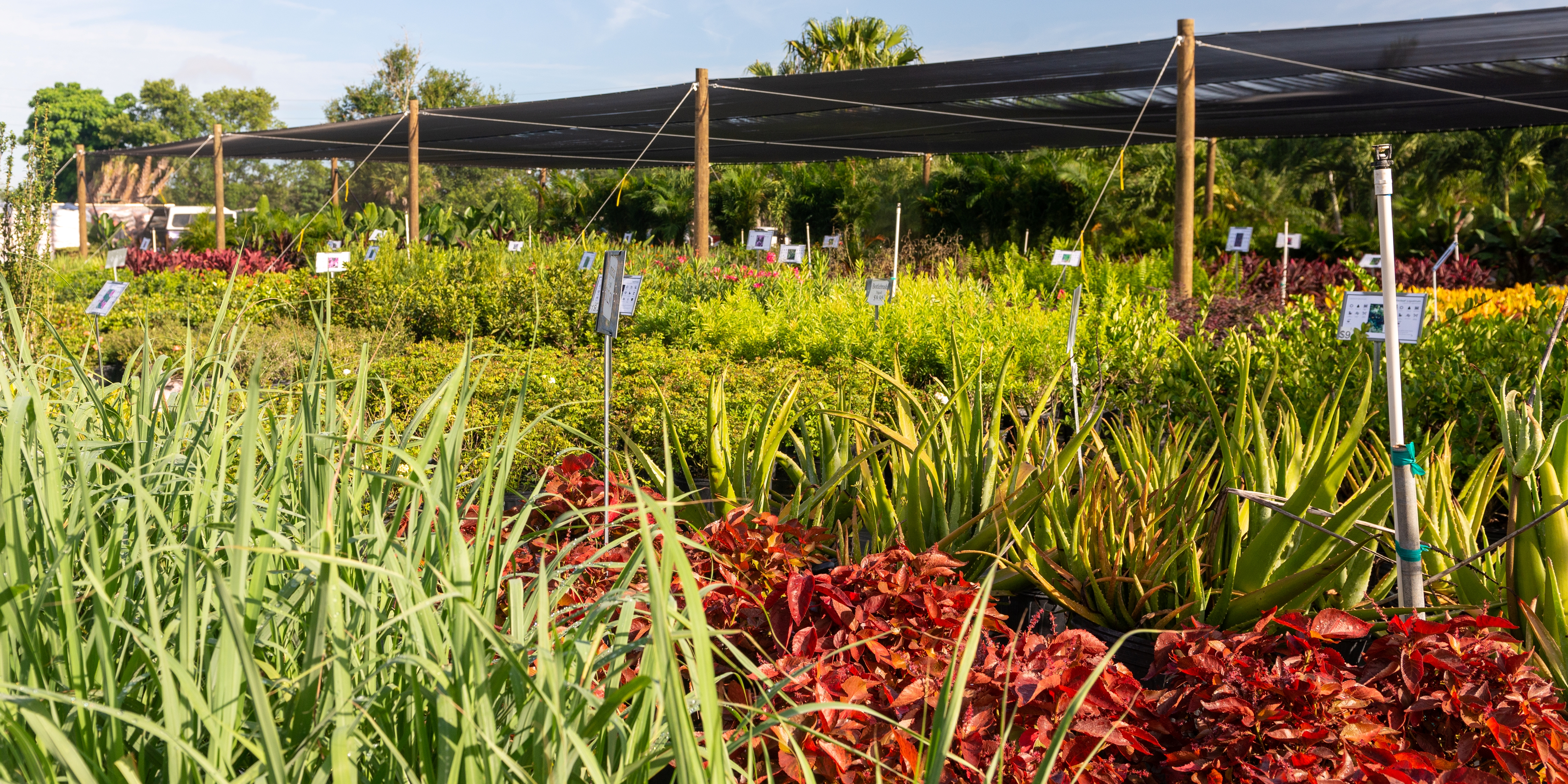 Many plant options that are on display at our nursery in Orlando, FL.