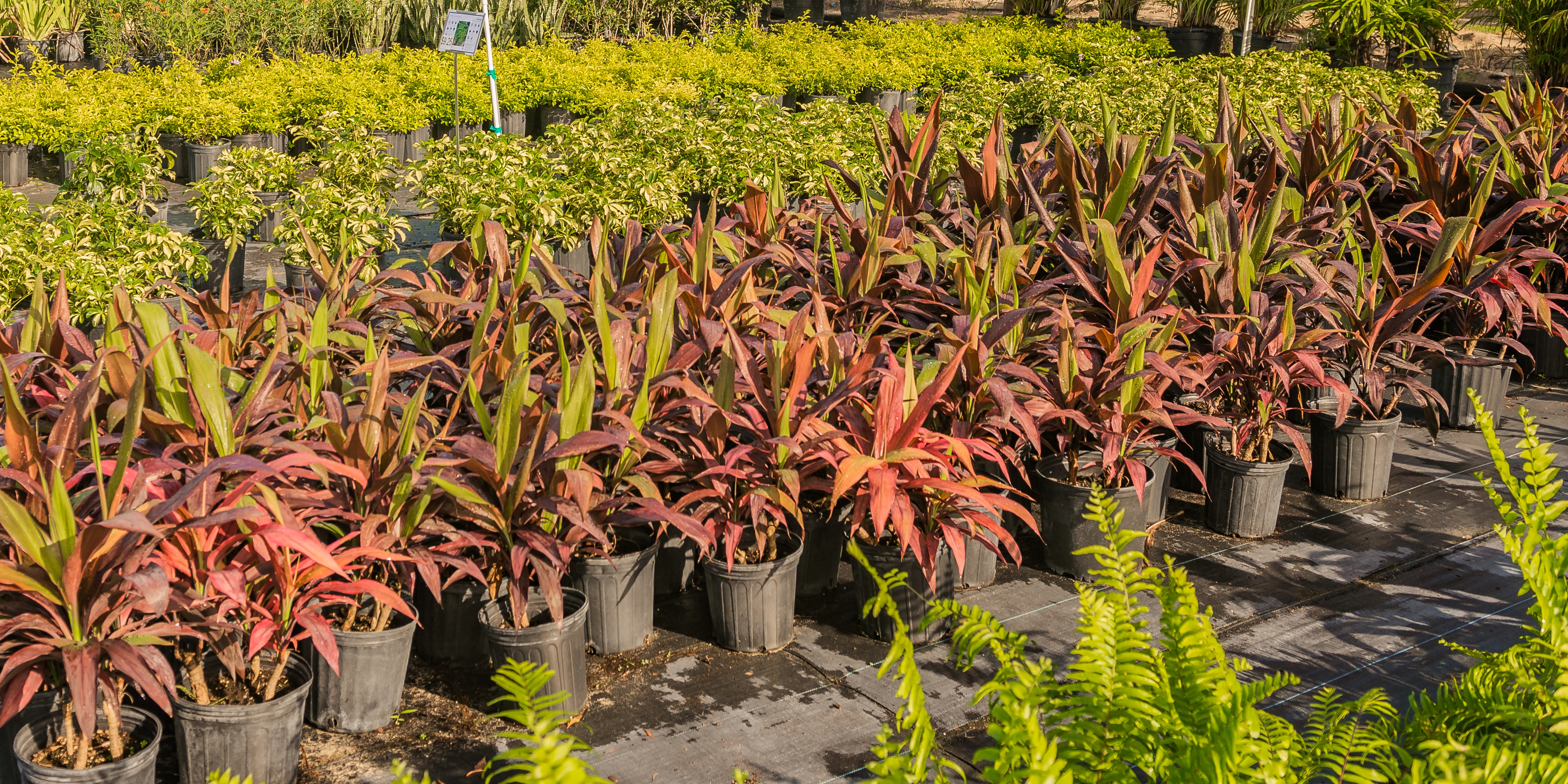 Plants, shrubs, and flowering plants at our nursery in Gotha, FL.