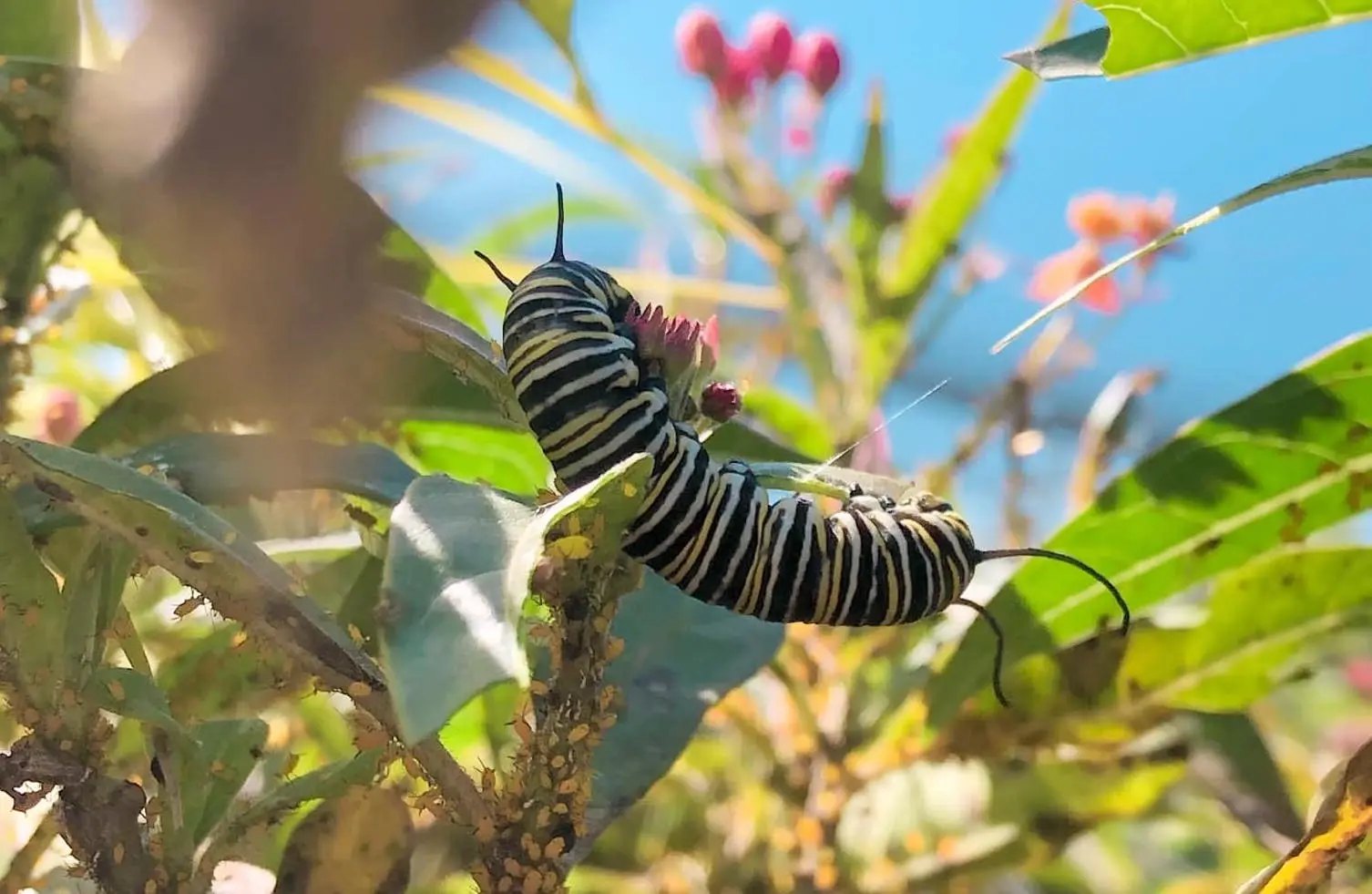 The Relationship Between Milkweed and Monarch Butterflies