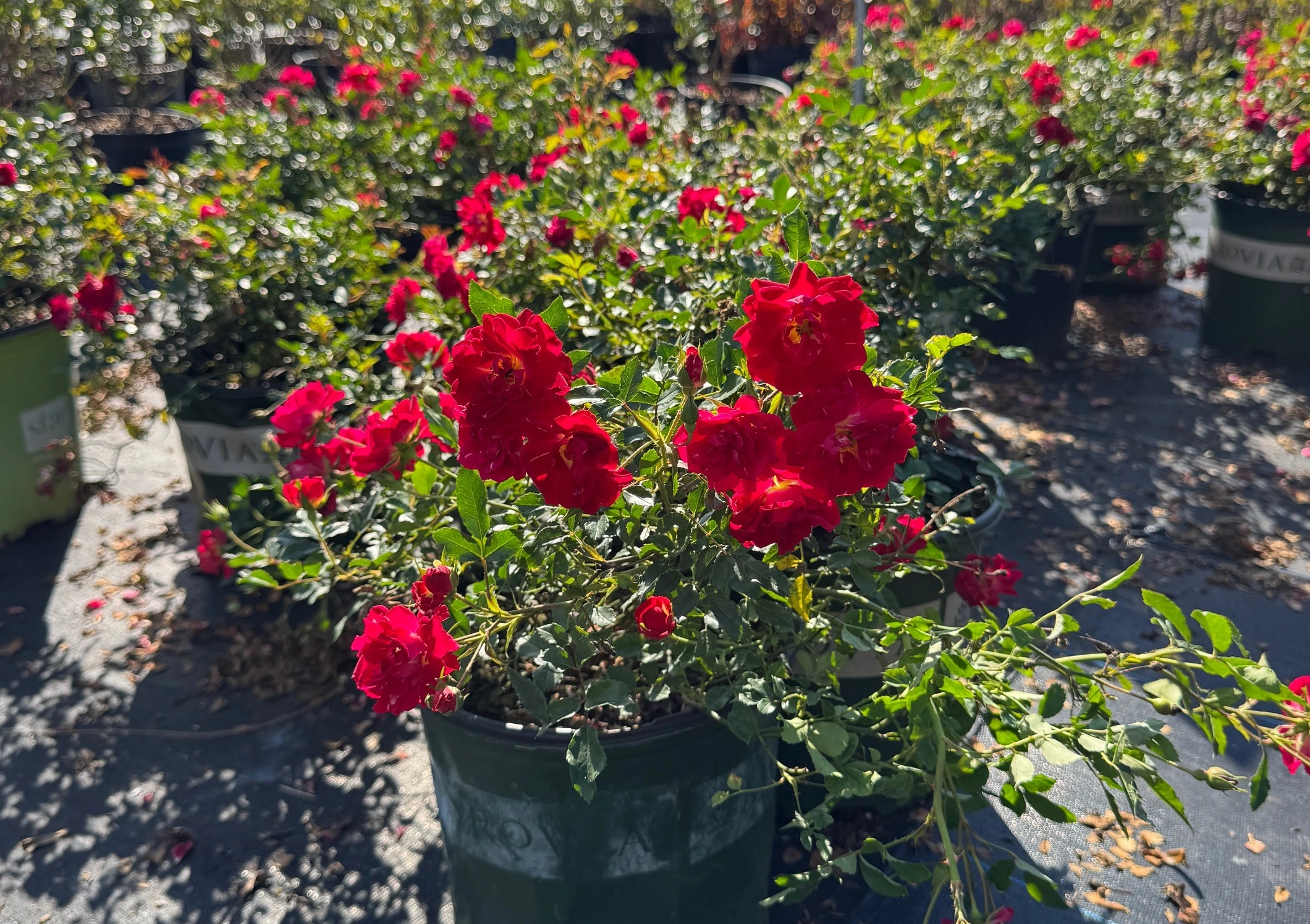 Celebrate Valentine’s Day with Beautiful Roses and Camellias for Your Landscape